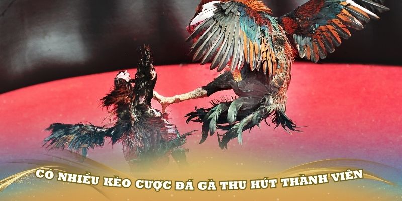 Có nhiều kèo cược đá gà thu hút thành viên