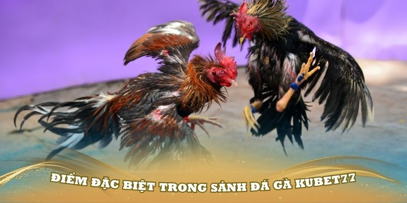 Khám phá chi tiết các điểm đặc biệt trong sảnh đá gà Kubet77