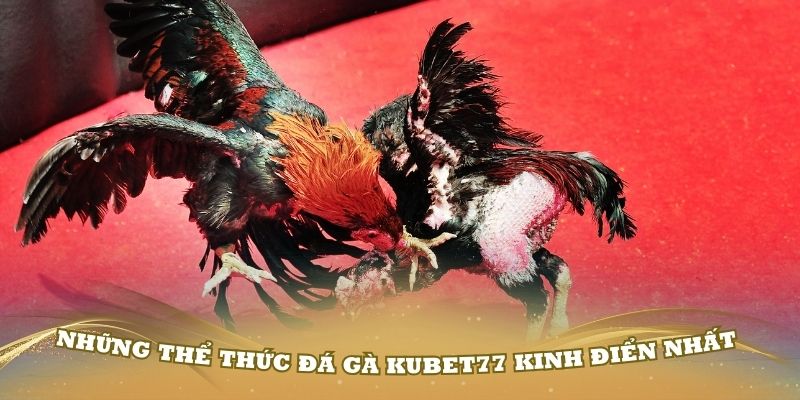 Khám phá những thể thức đá gà Kubet77 kinh điển nhất